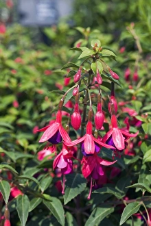 Exotic Garden Plants Drucke: Fuchsia Tom Thumb