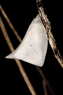 Insect Photography Asia Drucke: Fulgoroid plant-hopper