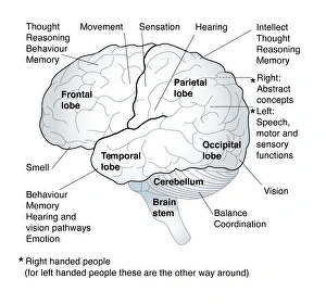 Human Brain Anatomy Drucke: Functional areas of the brain, artwork