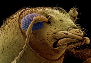 Drucke von Wirbeulenschädel. Farbiger Rastertonenmikroskopbild (SEM) des Schädels einer gefährdeten Fungusweibel (Notioxenus sp.) Bilder Datiert 2004 Juli: Schafkäferkopf unter dem Mikroskop