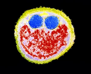 Bacterial Cell Structure Drucke: Fusobacterium nucleatum bacterium