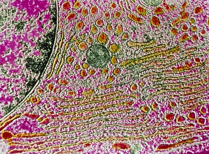 Electron Microscopy Images Drucke: g4600031