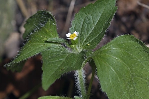 Wildflower Identification Drucke: Galinsoga ciliata