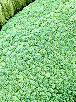 Coloured SEM Images Drucke: Gallbladder surface, SEM C015 / 9613
