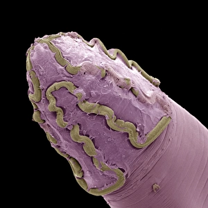 Scanning Electron Micrograph SEM Images Drucke: Gapeworm head, SEM C016 / 3082
