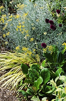 Ornamental Grasses Drucke: Garden border
