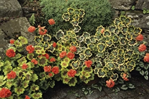 Pelargonium Species Drucke: Garden geraniums