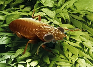 Scanning Electron Microscopy SEM Drucke: Garden ground beetle, SEM