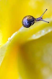 Garden Wildlife Images Drucke: Garden snail