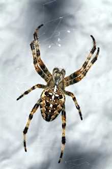 Drucke von Garten Spinne (Araneus diadematus), im Web. Diese Art ist erkennbar durch ihre Markierungen, die oft ein weißes Kreuz über ihrem After bilden Bilder Datiert 2007 Juli: Blumenspinne