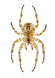 Light Micrograph Drucke: Garden spider, light micrograph