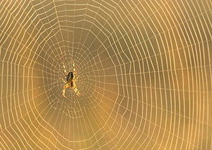 Garden Spider Drucke: Garden spider on an orb web