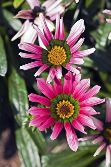 Summer Blooms UK Drucke: Gazania Christopher Lloyd