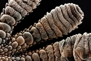 Bilder Datiert 2005: Geckofuss, SEM