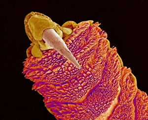 Drucke von Gecko zehe. Farbiges Rasterelektronenmikroskopbild (SEM) eines Geckos (Familie Gekkonidae) Bilder Datiert 2007 März: Kein Gecko gefunden, SEM nicht verfügbar