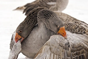 Waterfowl Behavior Drucke: Geese fighting