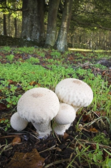 Lycoperdon Perlatum Drucke: Gem-studded puffball