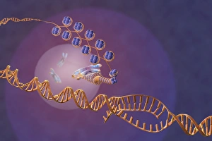 Chromosome Structure Drucke: Gene expression, artwork