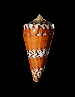 Marine Gastropod Mollusc Drucke: General cone shell C019 / 1312