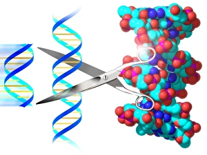 DNA Double Helix Drucke: Genetic engineering