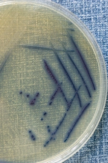 Drucke von Ein Petrischale auf einem Stück blauen Jeans-Stoff, enthaltend Kolonien von gentechnisch veränderter Escherichia coli-Bakterien, die das Farbstoff Indigo produzieren Bilder Datiert 2011 Oktober: Genetisch veränderter E. coli-Kulturbecher