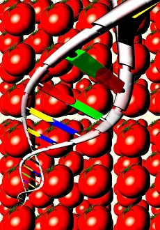 Genetically Modified Food Drucke: Genetically modified food
