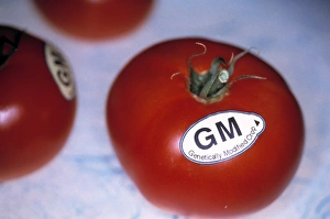 Bilder Datiert 12. März 2003: Verwandte Tomaten, die durch genetische Veränderung hergestellt wurden