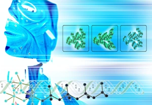 Deoxyribonucleic Acid Structure Drucke: Genomics