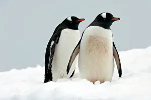 Gentoo Penguins Drucke: Gentoo penguins