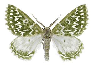 Drucke von Geometerschmetterling (Thetidia plusiaria) - Probe aus der Universität Valencia in Spanien Bilder Datiert 2013 Mai: Geometerschmetterling C016 / 2292