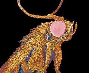 Compound Eyes Insect Drucke: Geometer moth, SEM