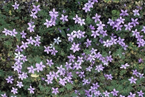 Geraniaceae Family Drucke: Geranium asphodeloides flowers