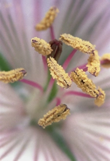 Geranium Flower Drucke: Geranium flower