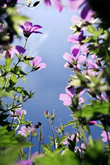 Cranesbill Flowers Drucke: Geranium flowers