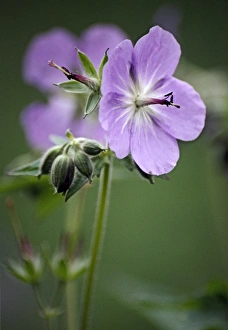 Wild Geranium Drucke: Geranium (Geranium eriostemon)