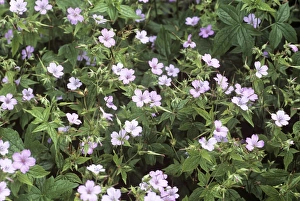 Geraniaceae Family Plants Drucke: Geranium (Geranium nodosum)