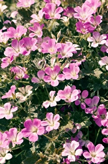 Pink Geraniums Drucke: Geranium Orkney Cherry