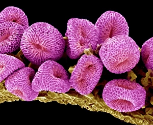Pollen Grains SEM Drucke: Geranium pollen, SEM