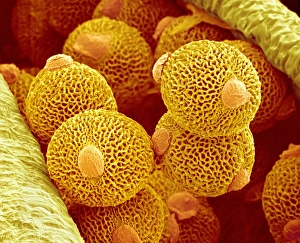 Drucke von Rosenpollen. Farbige Scanning-Elektronen-Mikroskopaufnahme (SEM) von Rosenpolleliten (orange) auf der Anthere (gelb) einer Geranienblume (Geranium sp.) Bilder Datiert 2008 Oktober: Kermes-Pollen, SEM