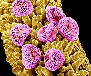 Scanning Electron Micrograph Of Pollen Drucke: Geranium pollen, SEM C015 / 9155
