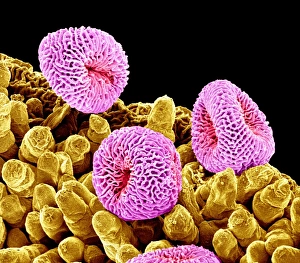 Coloured Scanning Electron Microscopy Images Drucke: Geranium pollen, SEM C015 / 9156