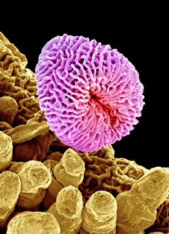 Pollen Grain Morphology Drucke: Geranium pollen, SEM C015 / 9159