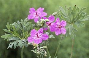 Geraniaceae Family Plants Drucke: Geranium soboliferum