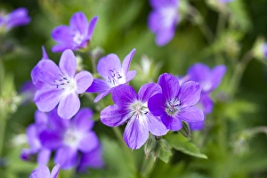 Wild Geranium Drucke: Geranium sylvaticum Mayflower