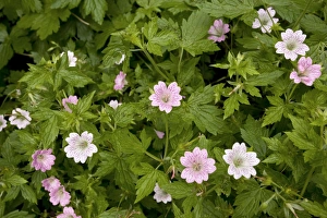 Drucke von Kartoffelrohrsblume (Geranium versicolor). Gefotografiert an der Snowshill Manor im Cotswold, Gloucester Schottland Bilder Datiert 2009 Juli: Kakteenblüten in verschiedenen Farben