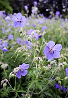 Botanical Images Drucke: Geraniums