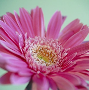 Botanical Images Drucke: Gerbera flower (Gerbera sp. )