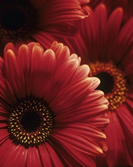 Flower Photography Drucke: Gerbera flowers