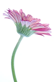 Gerbera Flower Drucke: Gerbera (Gerbera sp. )
