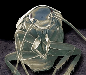 SEM Images Of Insects Drucke: German cockroach, SEM